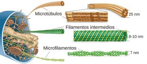 diferença entre pacu e tambaqui  - Como ser mais produtivo?