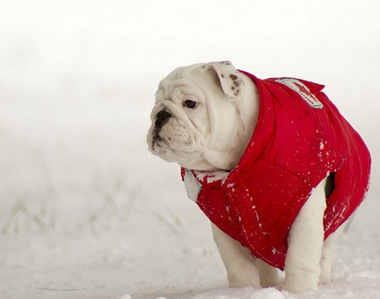 одежда для собак For Profit